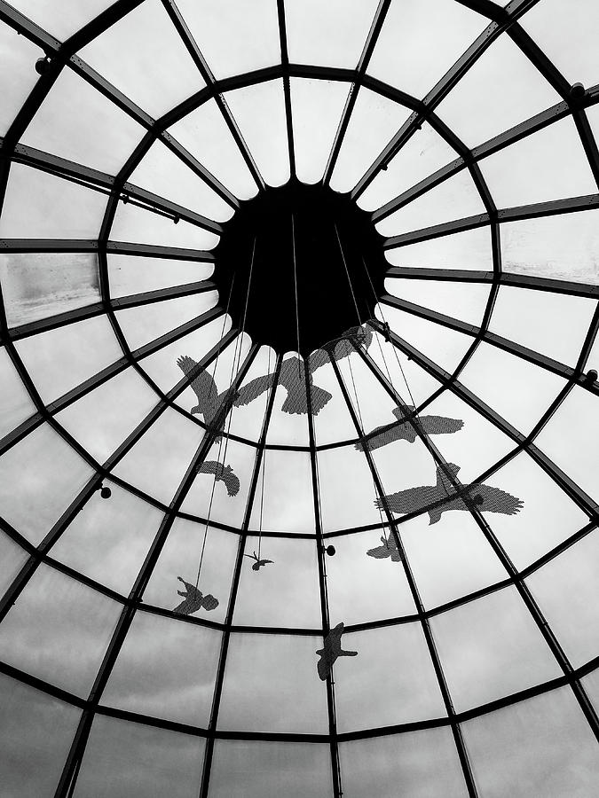 Birds in a Dome Photograph by Michael Hills