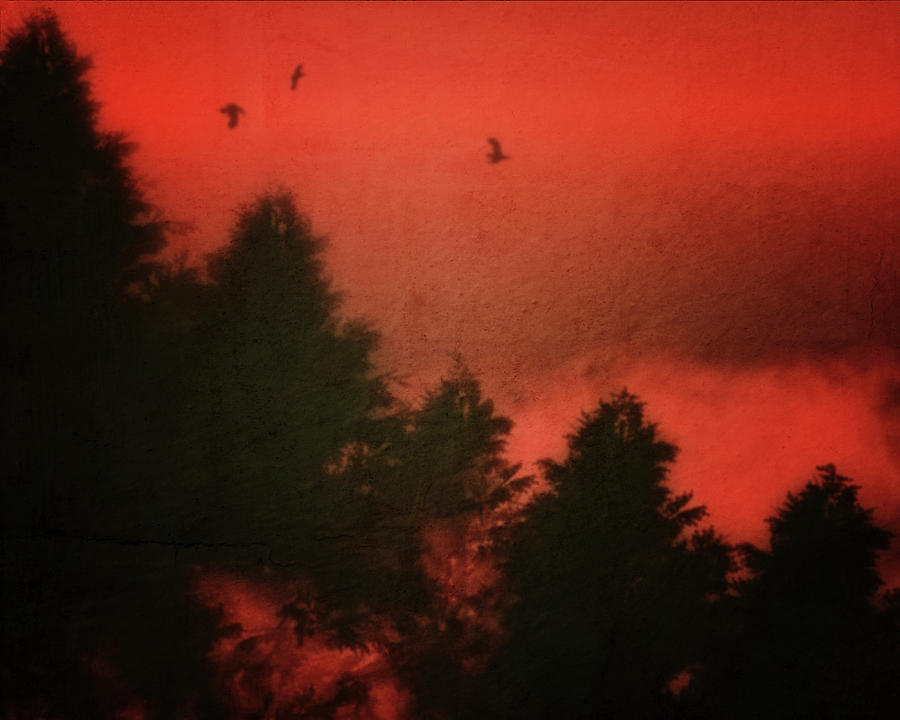 Birds in a red sky Photograph by Jan Keteleer