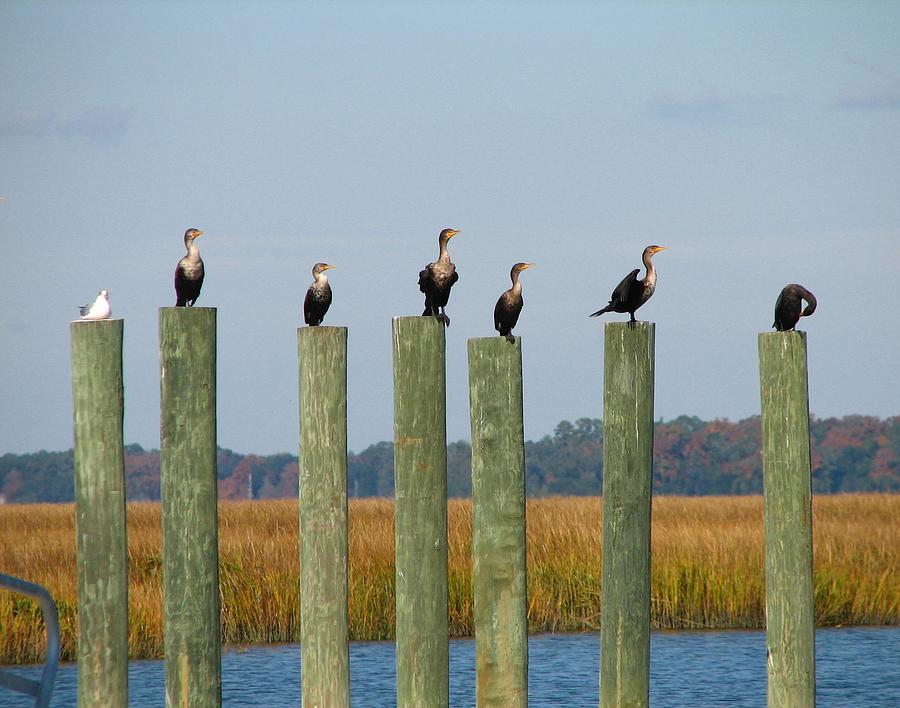 Birds In A Row by J M Farris Photography