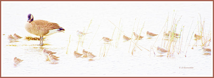Birds In A Saltmarsh Photograph