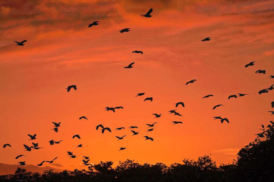 Birds in a Sunset Sky Photograph by Sally Weigand
