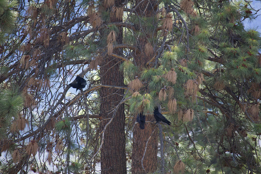 Birds in a Tree Photograph by Donna L Munro
