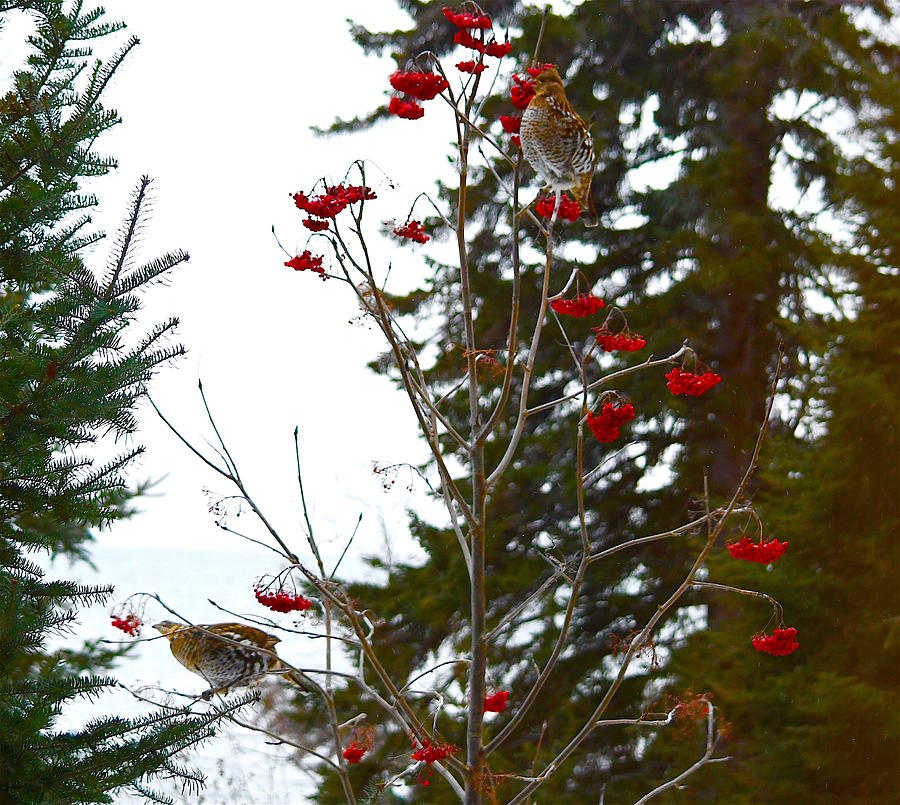 Birds In A Tree Photograph by Hella Buchheim