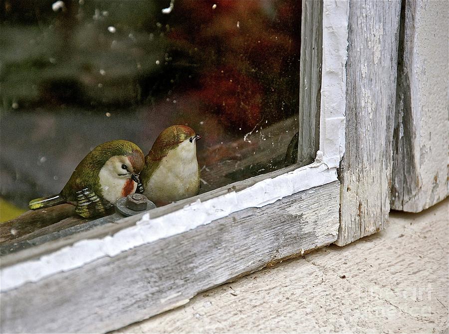 Birds In A Window Photograph by Lori Leigh