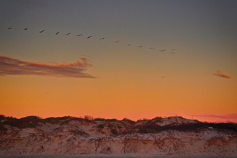 Birds in Flight at Sunrise Photograph by Kristina Deane