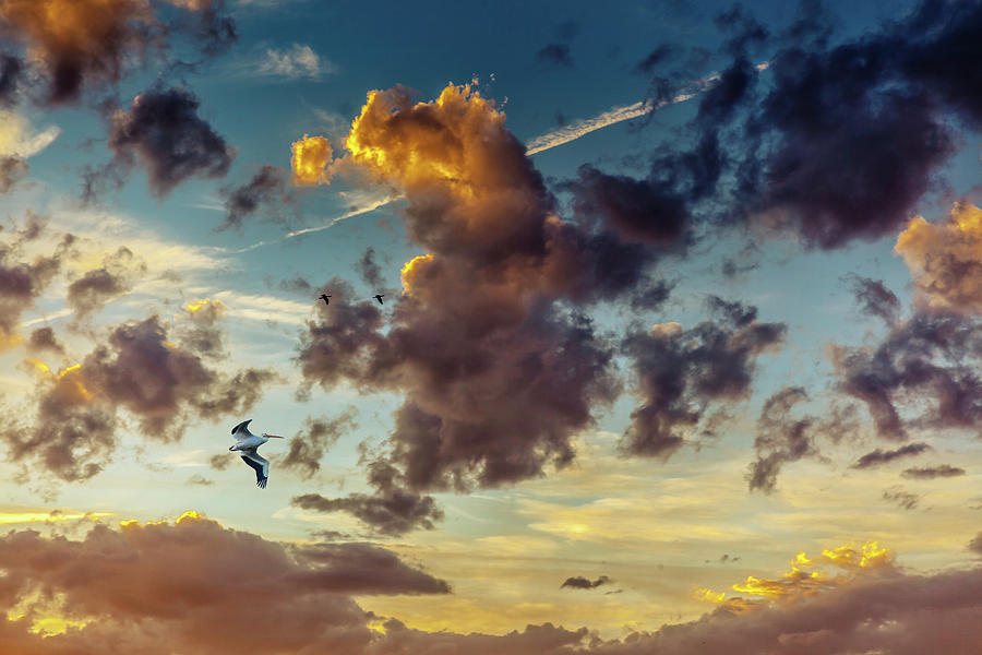 Birds in Flight at Sunset by Janice Bennett Birds in Flight at Sunset by Janice Bennett