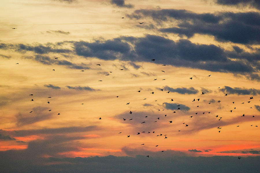 Birds in Flight Photograph by Fran Gallogly