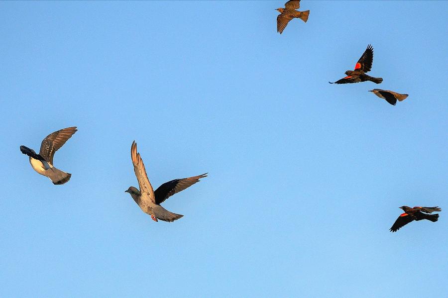 Birds in Flight Photograph by Kim Bemis