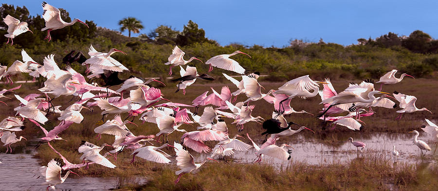 Birds in Flight Mug Shot Photograph by John M Bailey
