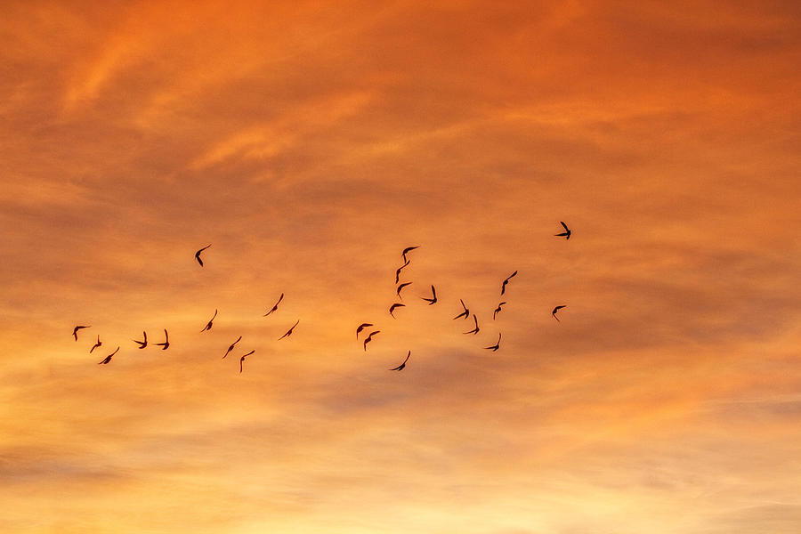 Bird Photograph - Birds In Flight by Douglas Pulsipher