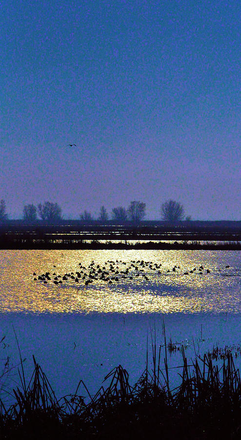 Birds in Glow Photograph by Josephine Buschman