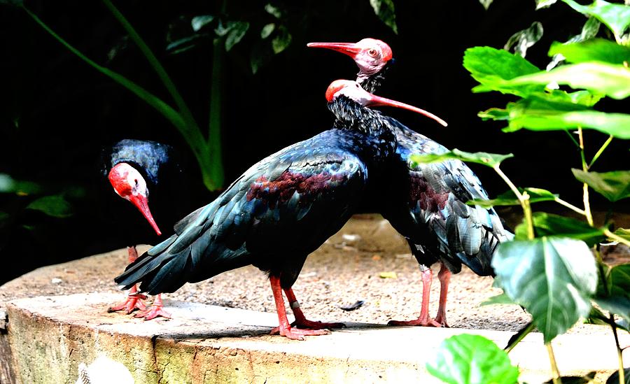Bird Photograph - Birds In Love by Anand Swaroop Manchiraju