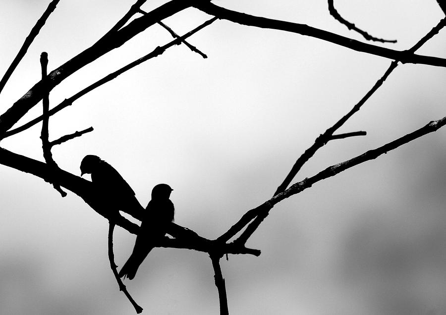 Birds in Silhouette Photograph by Bethany Dhunjisha