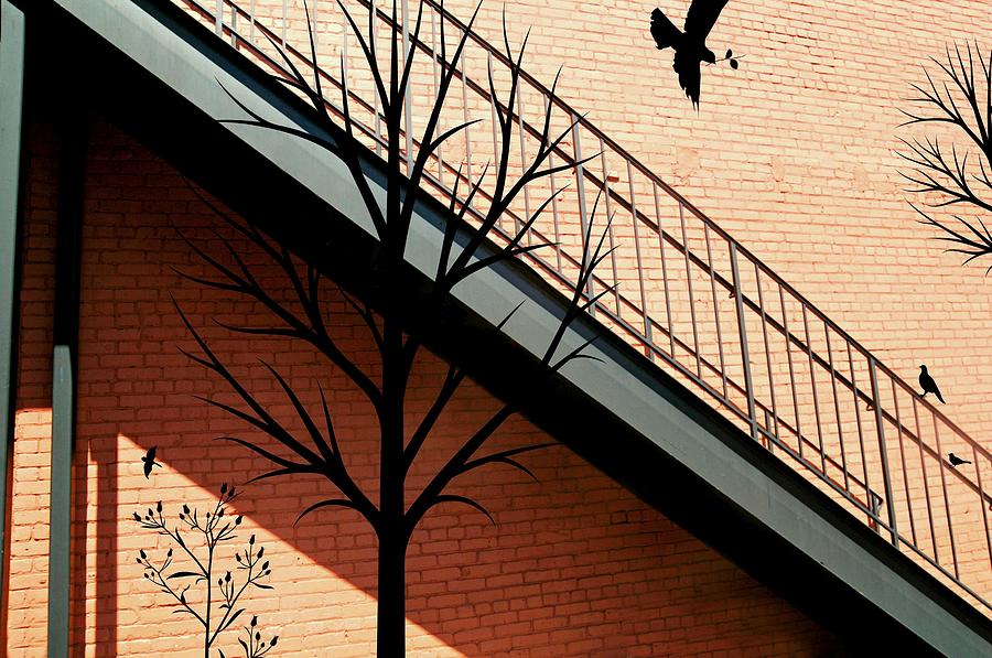 Bird Photograph - Birds in the Alley by Diana Angstadt