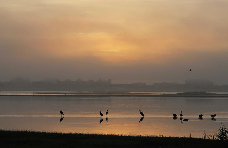 Birds In The Bay Photograph by Robert Banach Birds In The Bay Photograph by Robert Banach