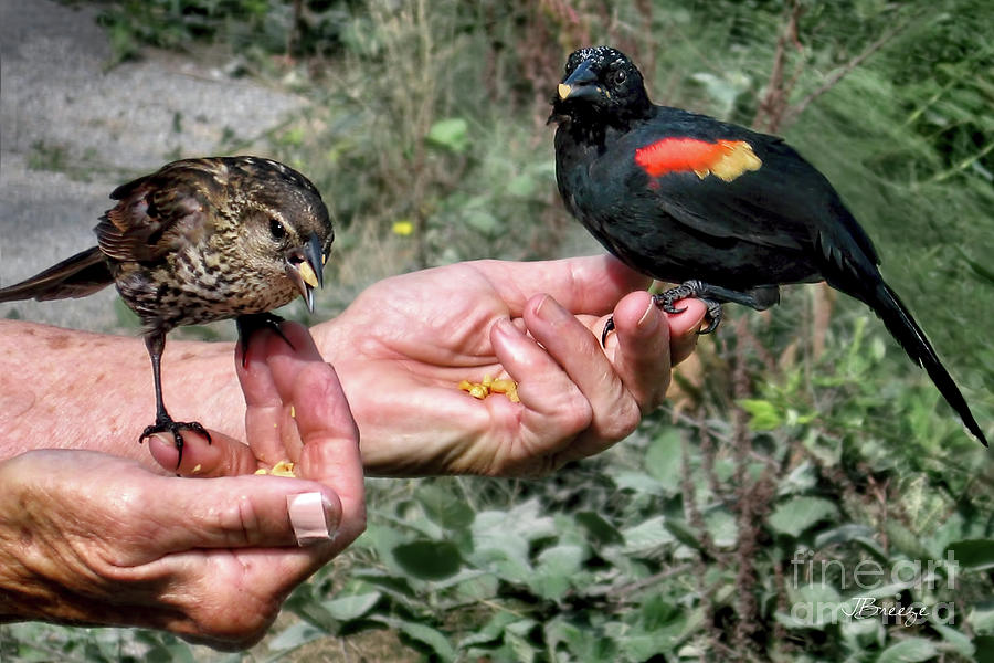 Birds in the Hands Photograph by Jennie Breeze