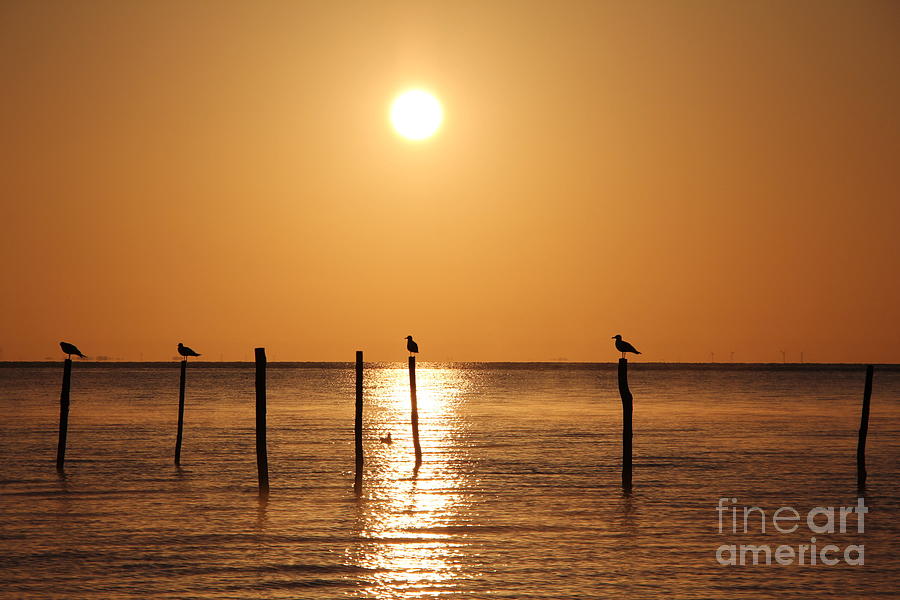 Birds In The Light Of The Sunrise Photograph