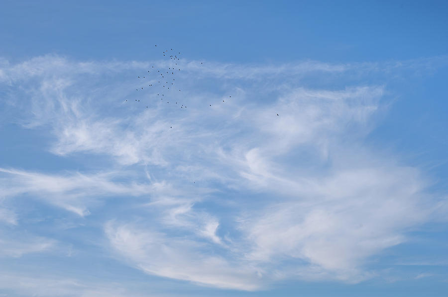 Birds in the Sky Photograph by Jenny Rainbow