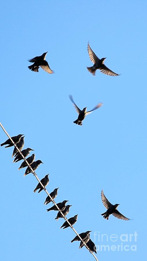Birds in the Sky Photograph by Kim Yarbrough