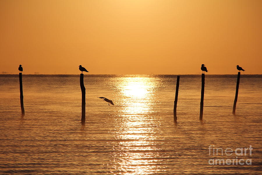 Birds In The Sunrise Photograph