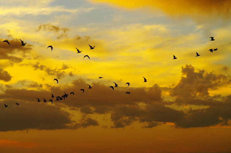 Birds in the sunset Photograph by Jeff Swan