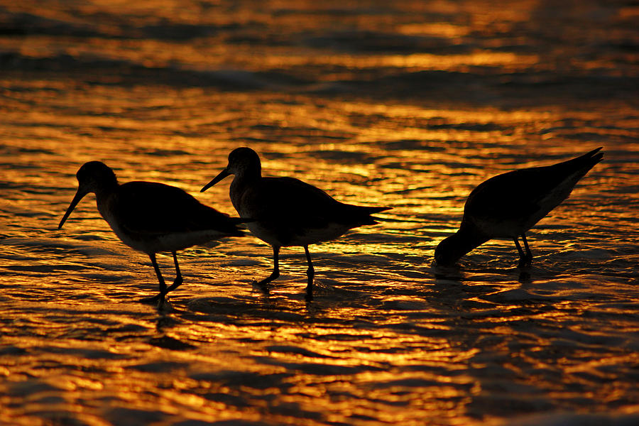 Birds in the Surf Photograph by Daniel Woodrum
