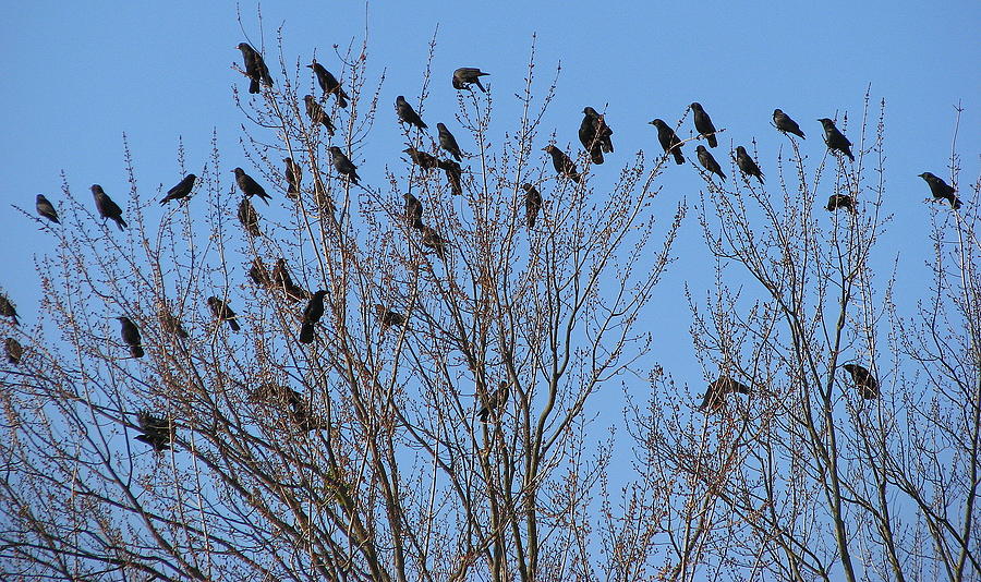 The birds and the trees