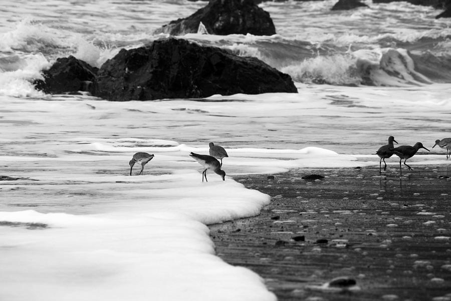 Bird Photograph - Birds in the Waves Black and White by Sierra Vance