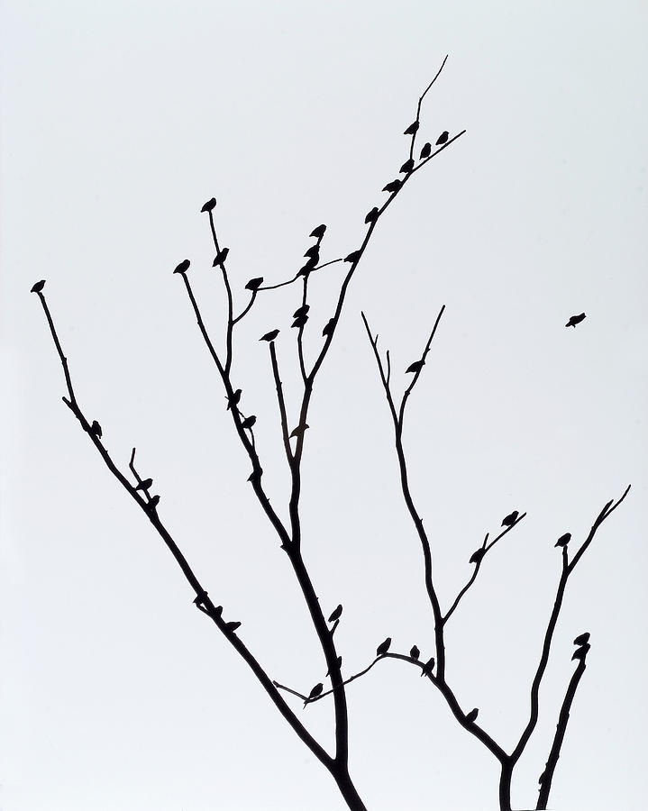 Birds in Tree Photograph by John Gilroy