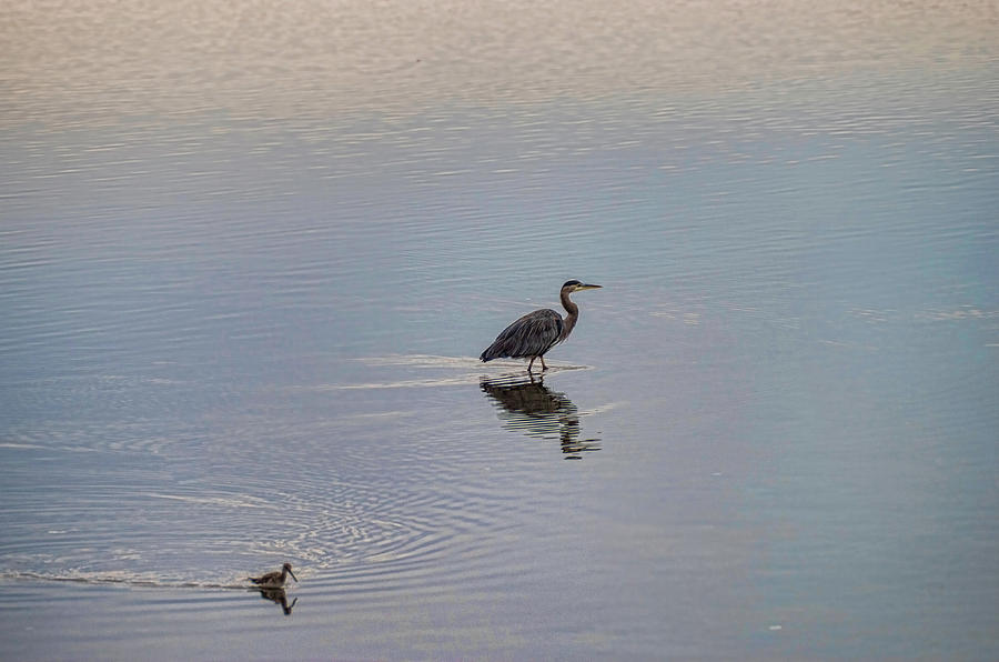 Heron and Sandpiper Photograph by Marilyn Wilson