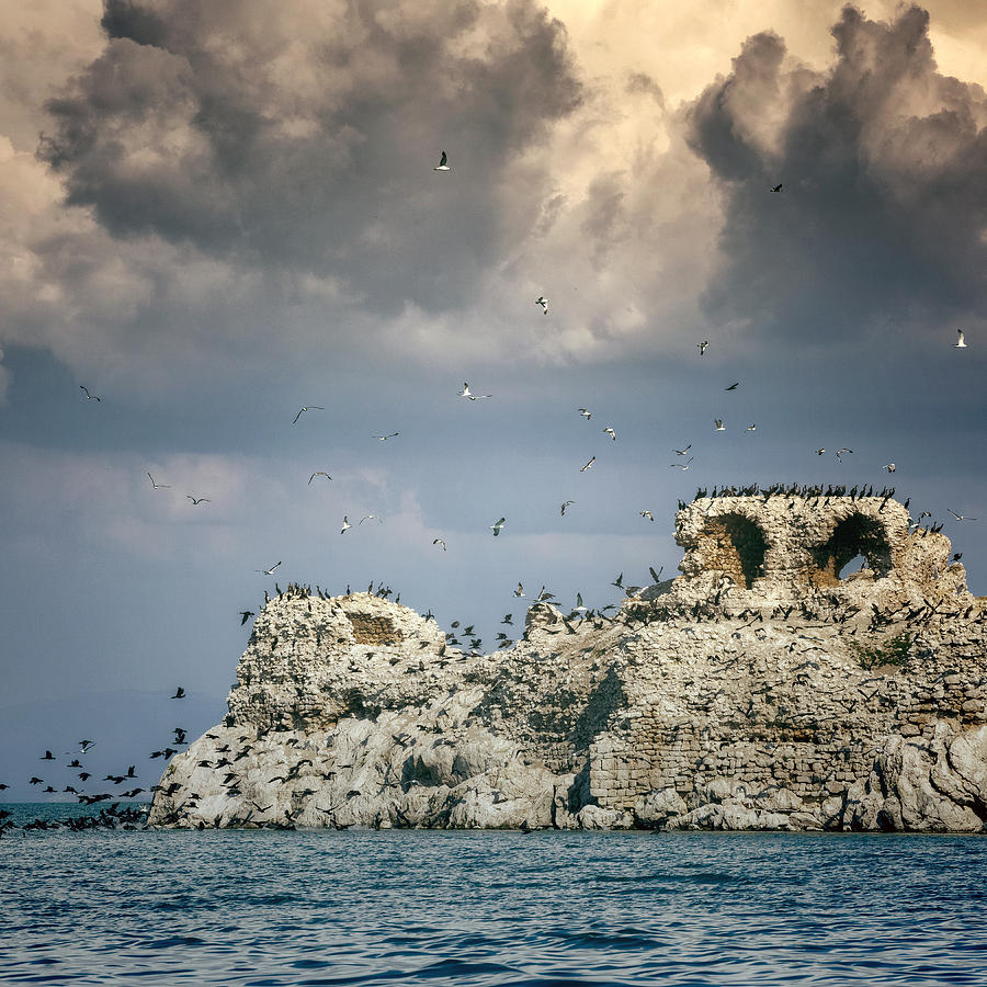 Bird Photograph - Birds Island by Joana Kruse