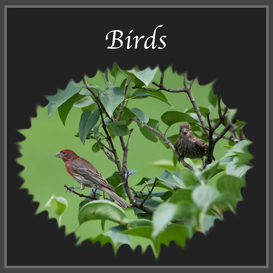 Bird Photograph - Birds by Holden The Moment
