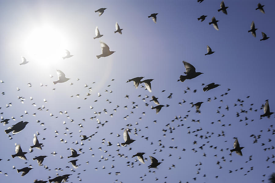 Birds by Lynn Geoffroy Birds by Lynn Geoffroy