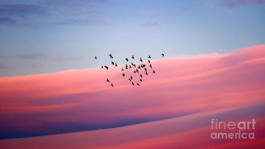 Birds migration Photograph by Anna Om
