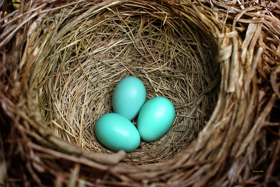 Egg Photograph - Birds Nest American Robin by Christina Rollo