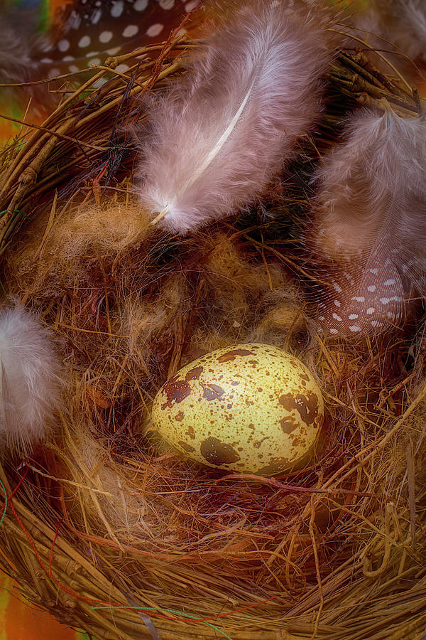 Birds Nest Photograph by Garry Gay