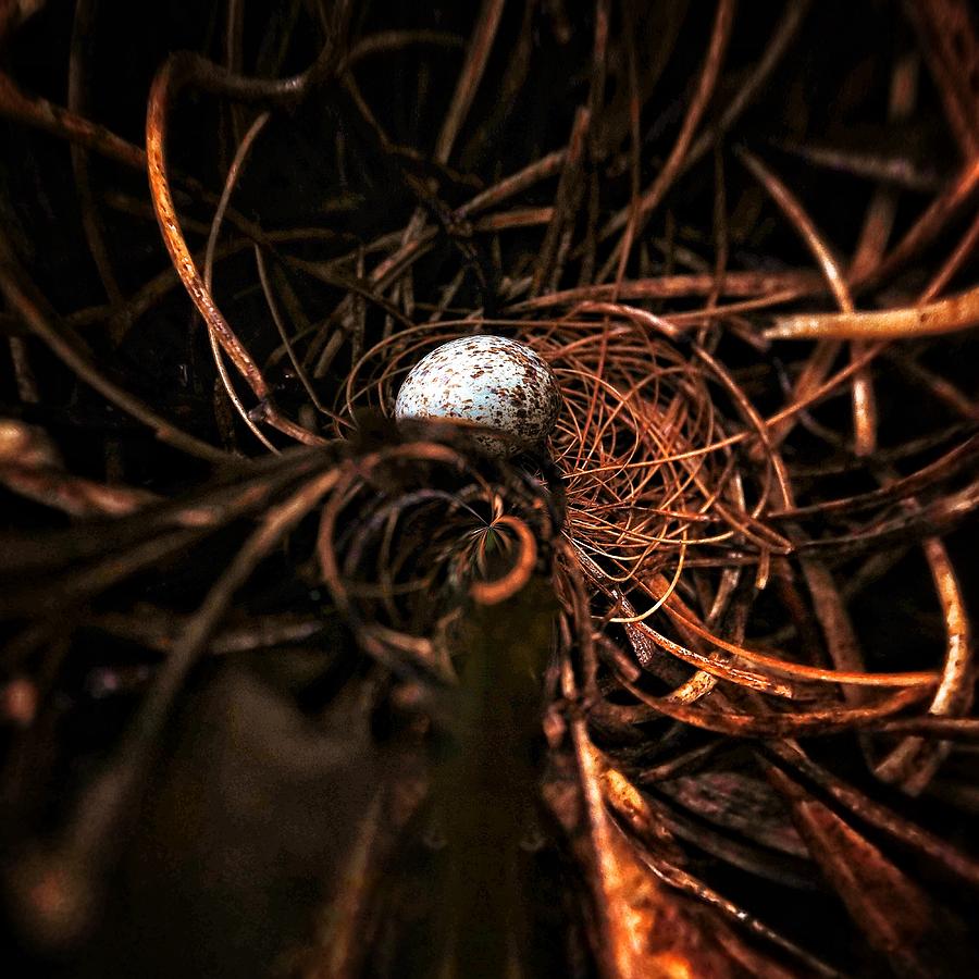 Birds nest Photograph by Paul Wilford