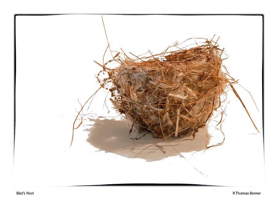 Birds Nest Photograph by R Thomas Berner