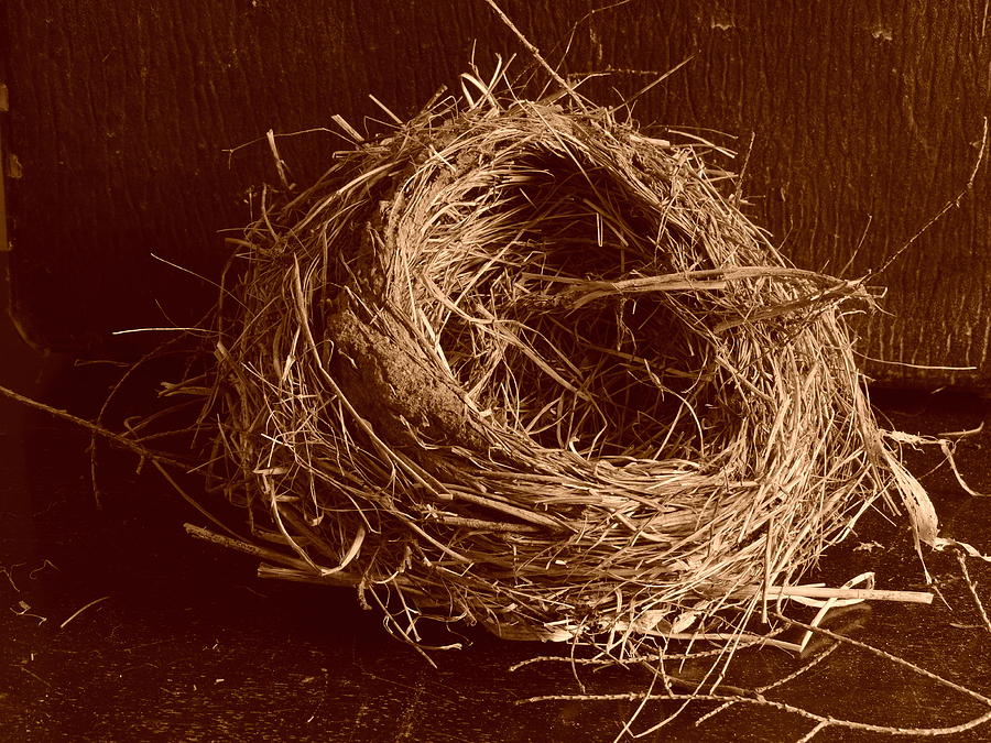 Birds Nest Sepia Photograph by Bill Tomsa