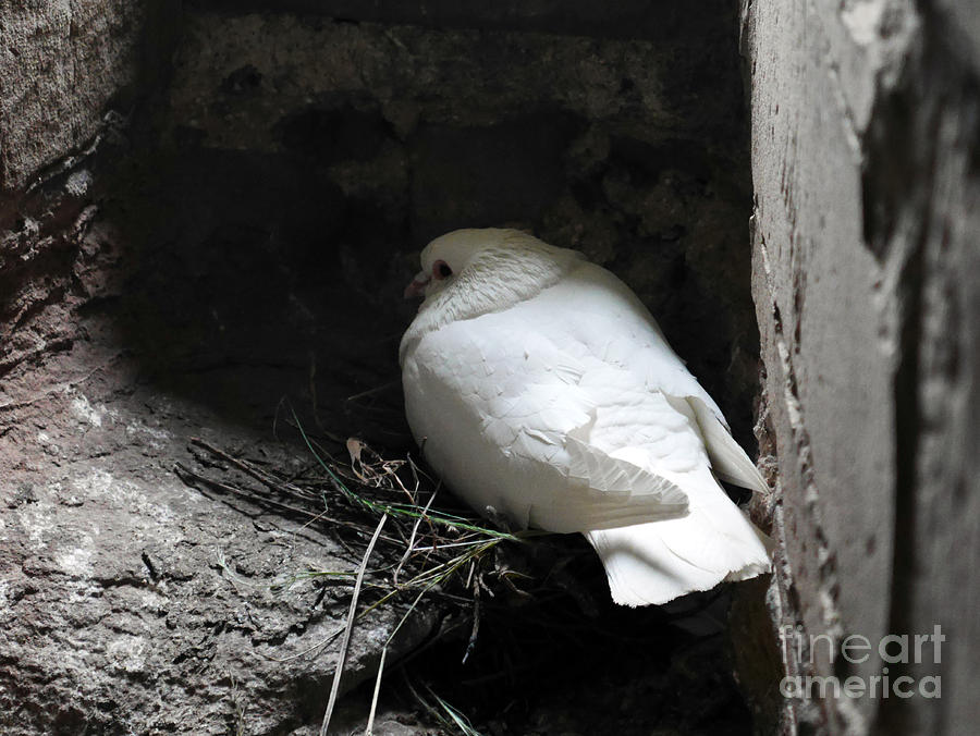 Birds nesting in Castle Turret Photograph by Lexa Harpell