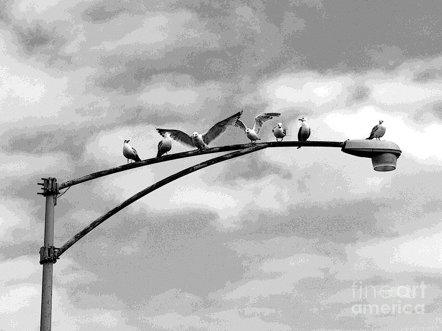 Birds of a feather Photograph by David Bearden