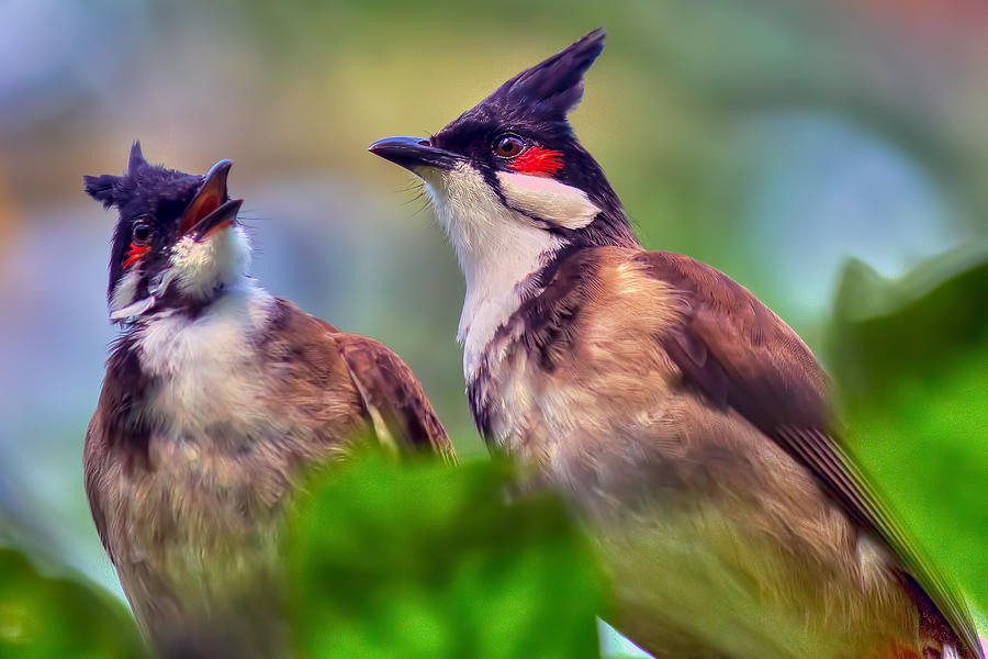 Cardinal Photograph - Birds Of A Feather by Nadia Sanowar