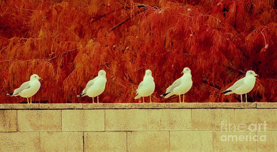 Bird Photograph - Birds Of A Feather by Robert ONeil