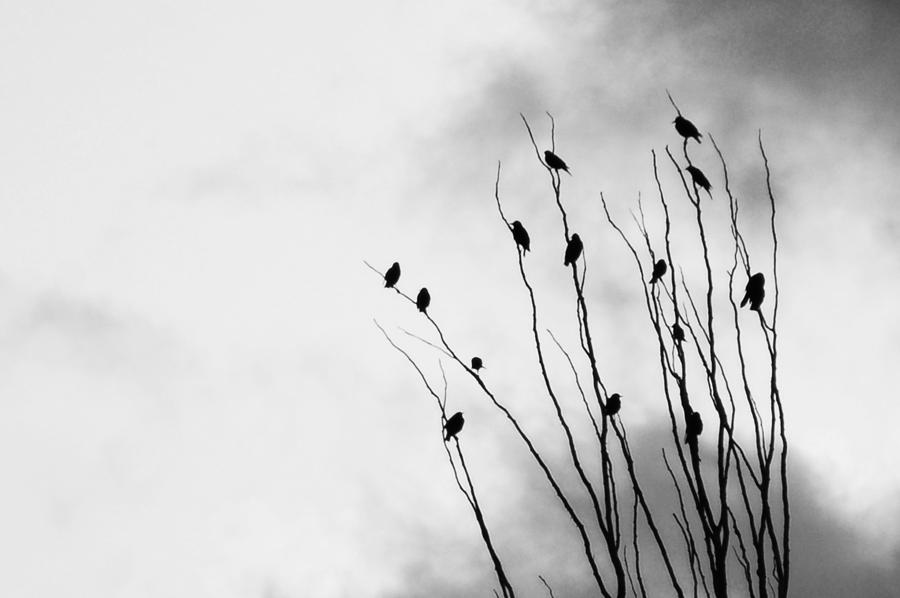 Birds Of A Feather Photograph