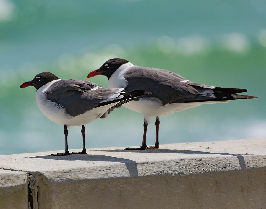 Seagulls Photograph - Birds Of A Feather by Anthony Lauby Seagulls Photograph - Birds Of A Feather by Anthony Lauby