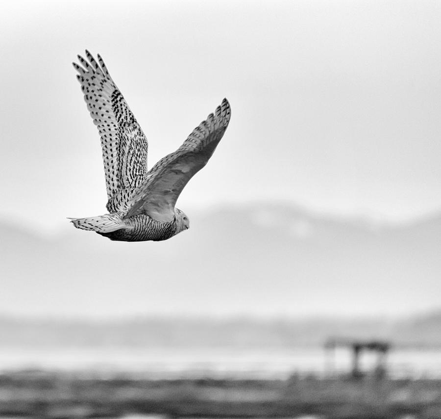 Birds of BC - No.16 - Snowy Owl - Bubo scandiacus Photograph by Paul W Sharpe Aka Wizard of Wonders