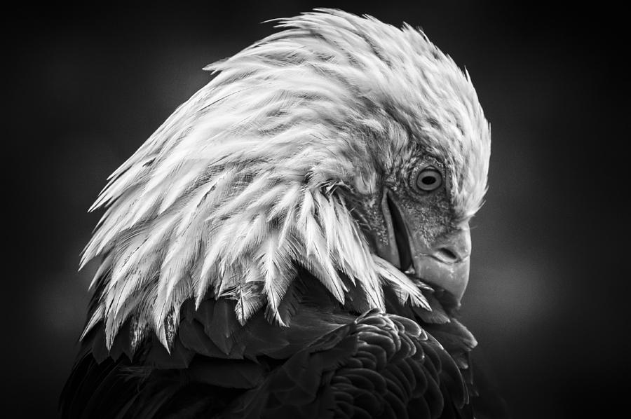 Nature Photograph - Birds of BC - No.30 - Bald Eagle - Keeping Clean by Paul W Sharpe Aka Wizard of Wonders