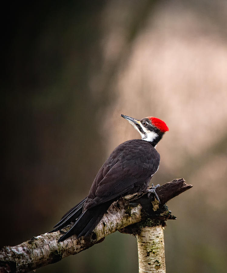 Birds of BC - No.6 - Pileated Woodpecker - Dryocopus pileatus Photograph by Paul W Sharpe Aka Wizard of Wonders