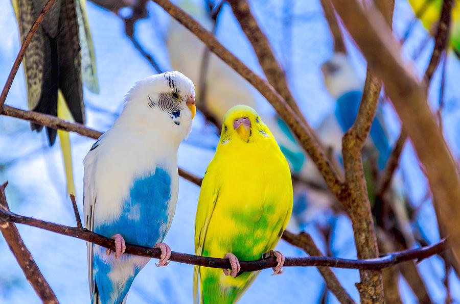 Birds of Color Photograph by Darrell Clakley - Fine Art America