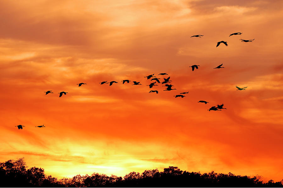 Birds of Fire Photograph by Michael J Samuels - Fine Art America